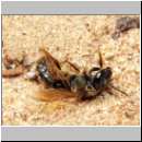 Cerceris rybyensis - Knotenwespe 23 Furchenbiene als Beute.jpg